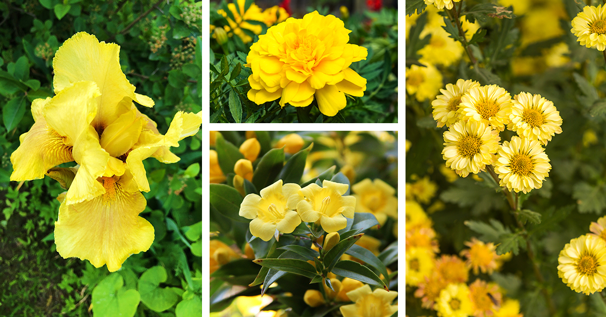 Top 14 Yellow-Flowering Shrubs to Add Boldness to Your Garden