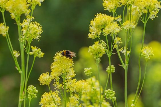 Yellow Meadow Rue (Thalictrum flavum)