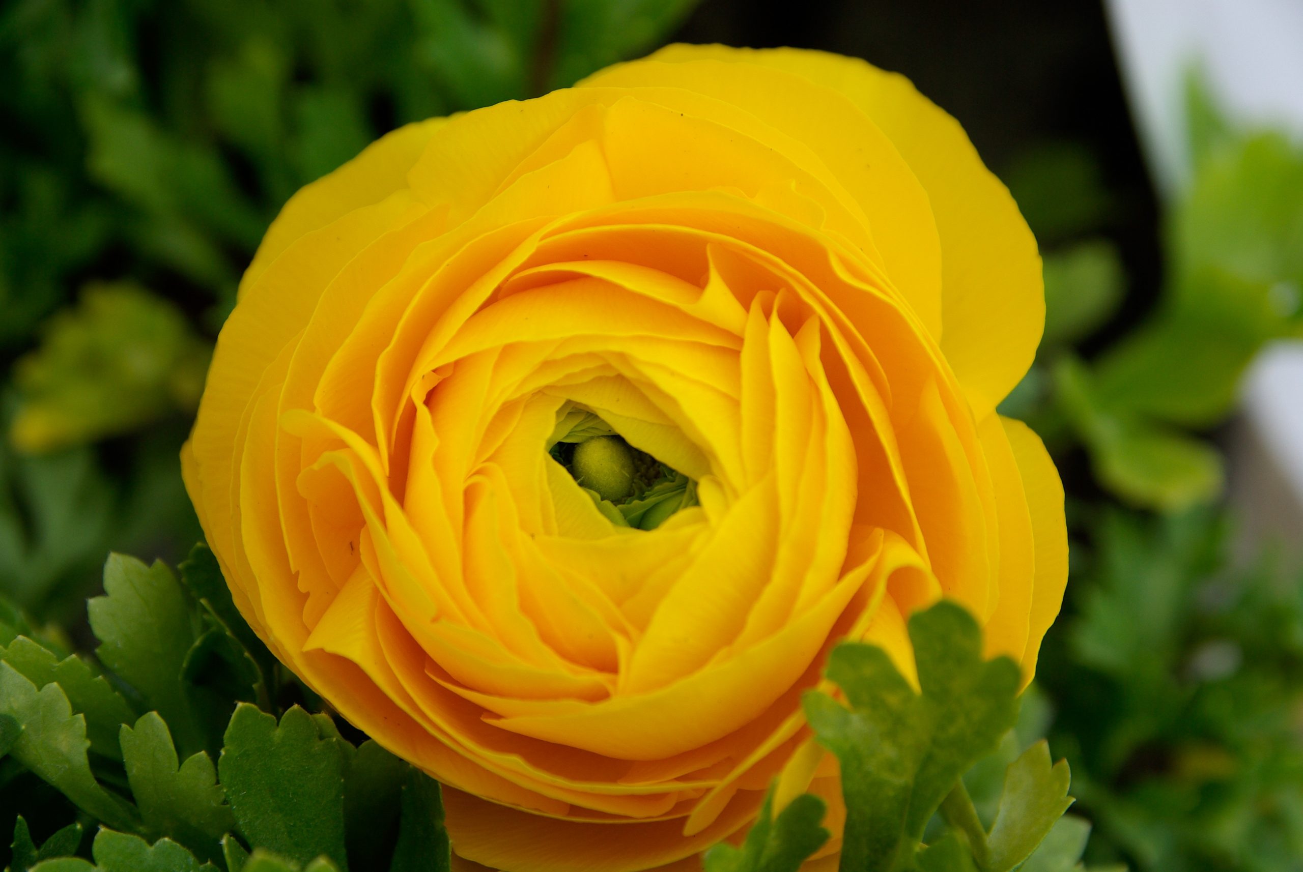 Yellow Ranunculus