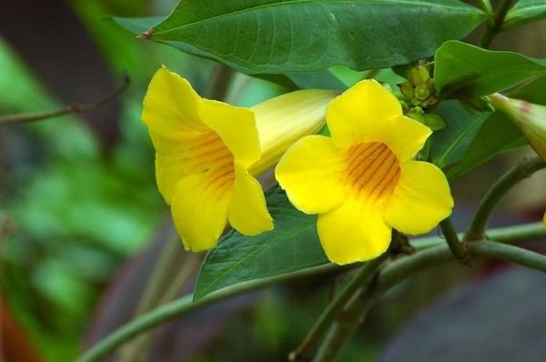 Yellow Trumpet Vine