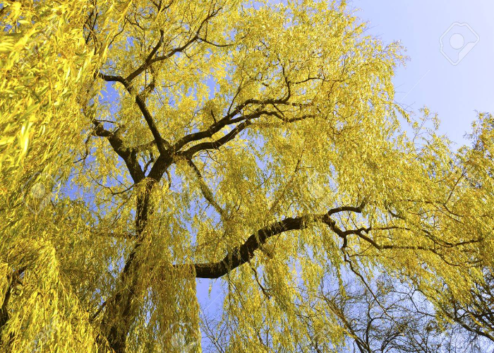 Yellow Willow