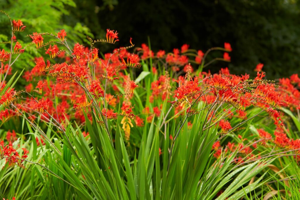 Your Crocosmias Could Be Competing for Nutrients