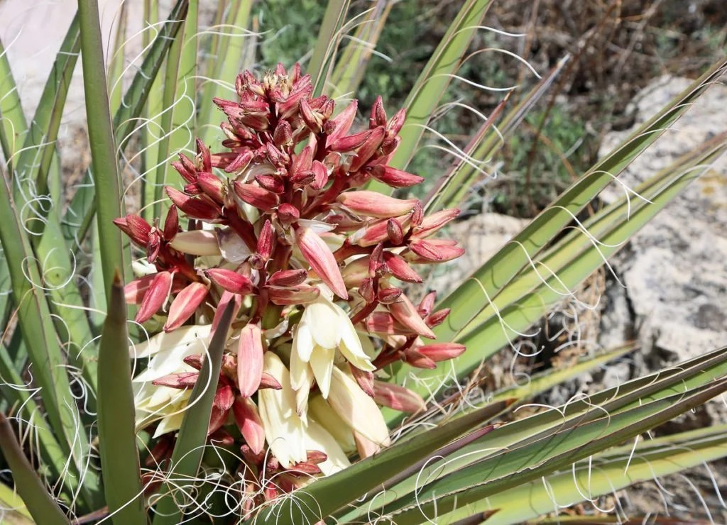 Yucca Baccata