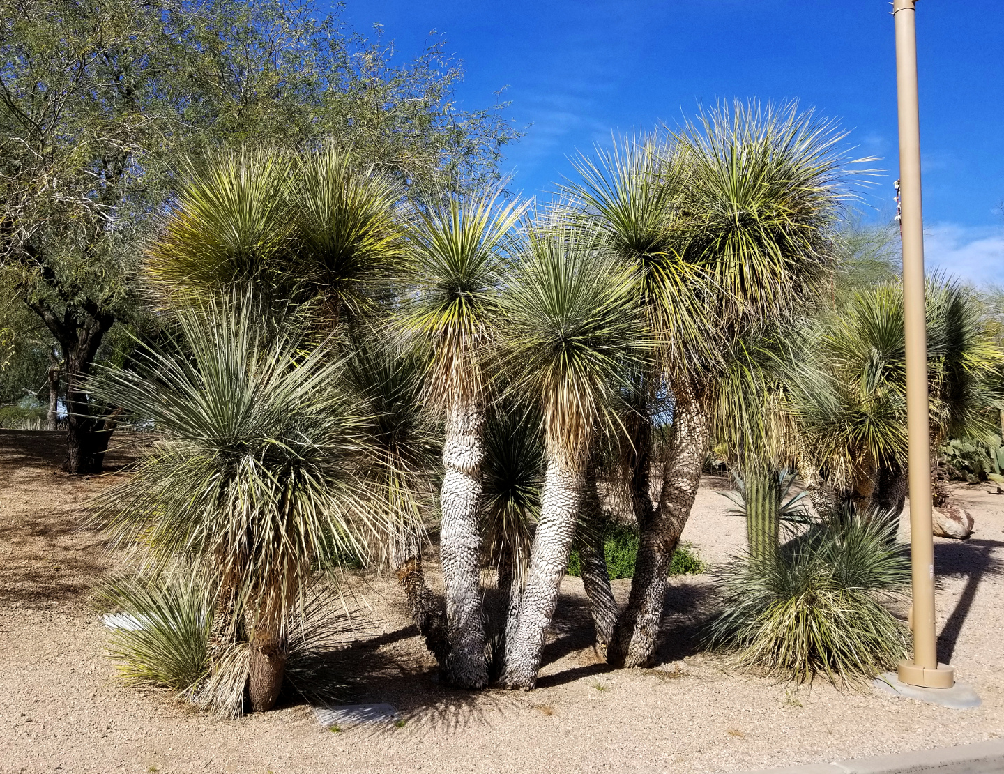 Yucca Elata