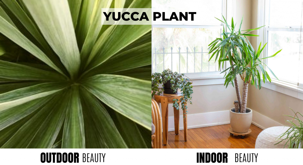 Yucca Plant Care & Growing Tips