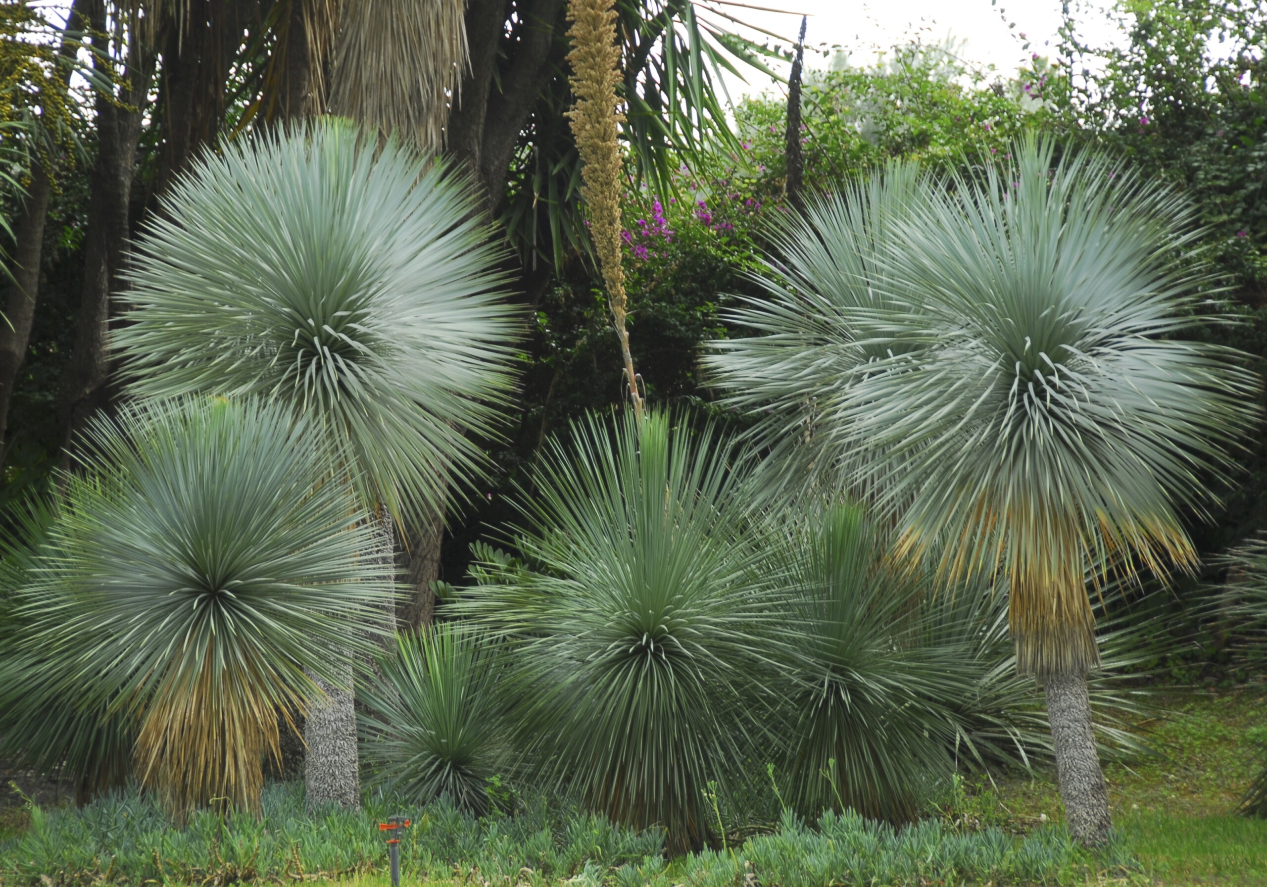 Yucca Rostrata