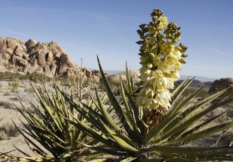 Yucca Schidigera