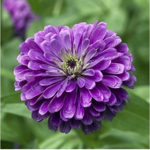 Zinnia