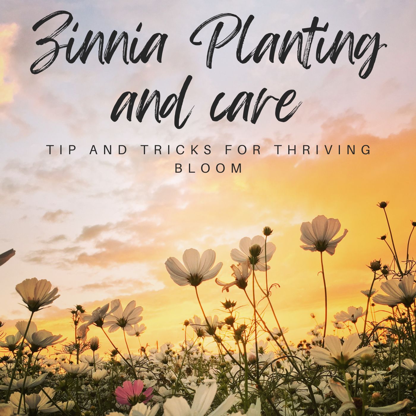 Zinnia Planting and Caring Guide [UK]