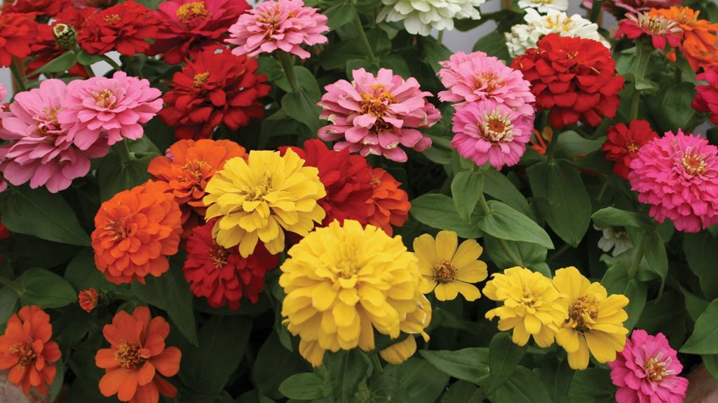 Zinnias