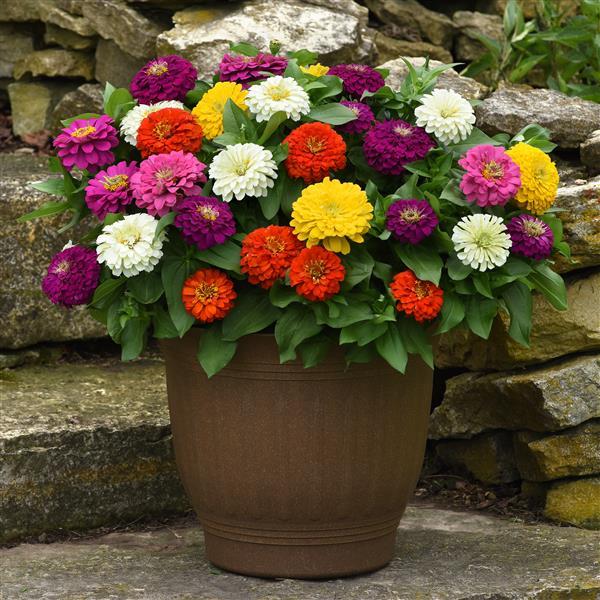 Zinnias