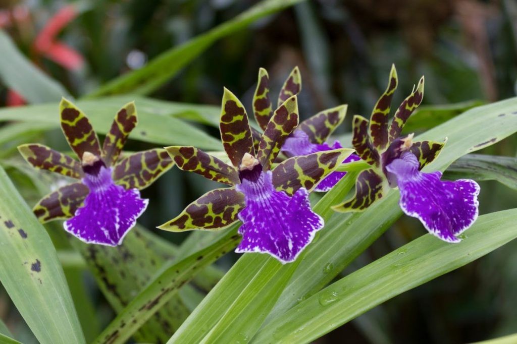 Zygopetalum Orchid