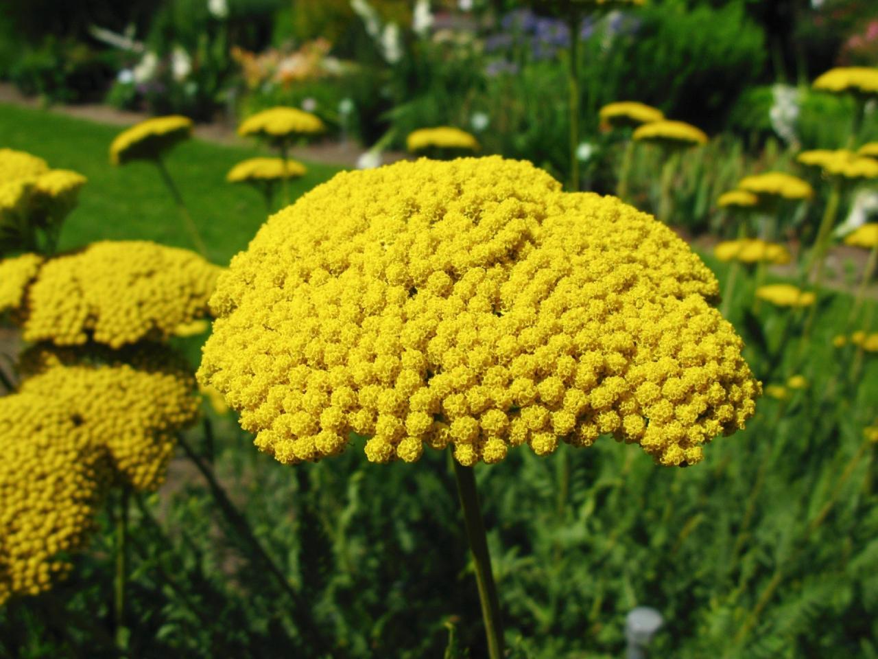 How to Plant and Care for Achillea Yarrows Plants 