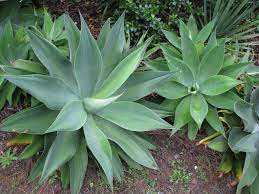 agave