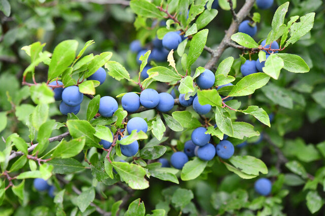 Blackthorn (Prunus spinosa):