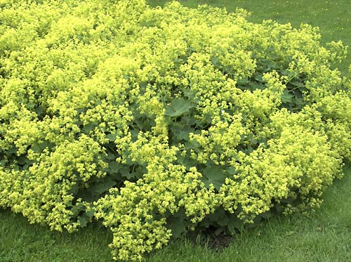 alchemilla mollis seeds