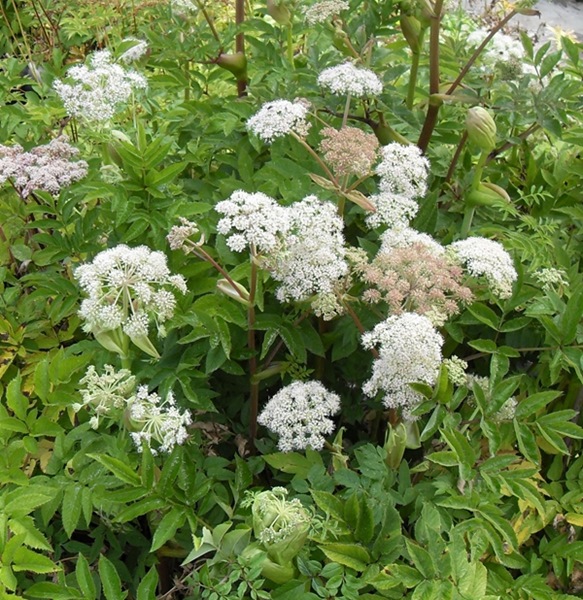 Angelica Sylvestris