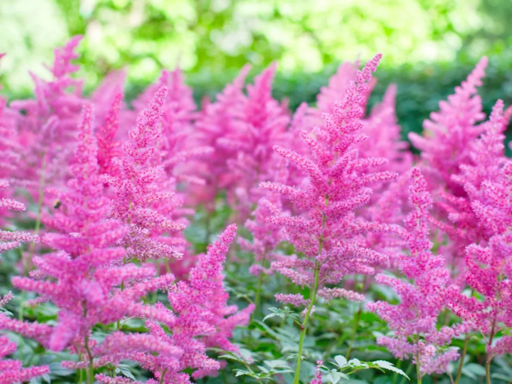 astilbe