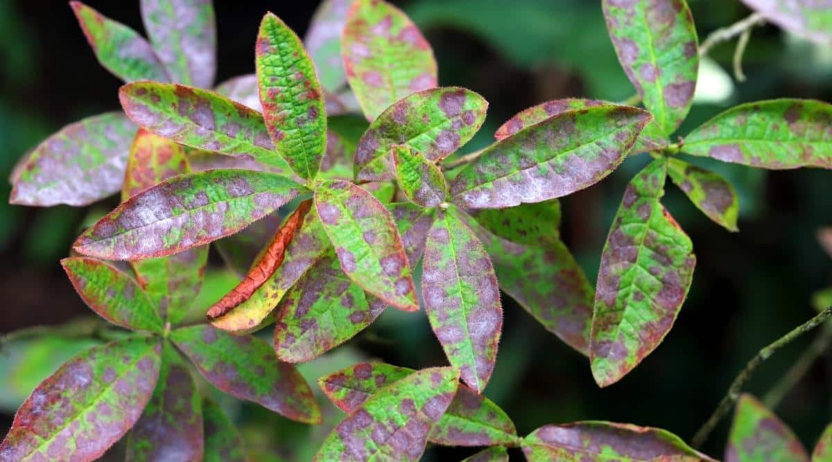 What Does an Overwatered Azalea Look Like?