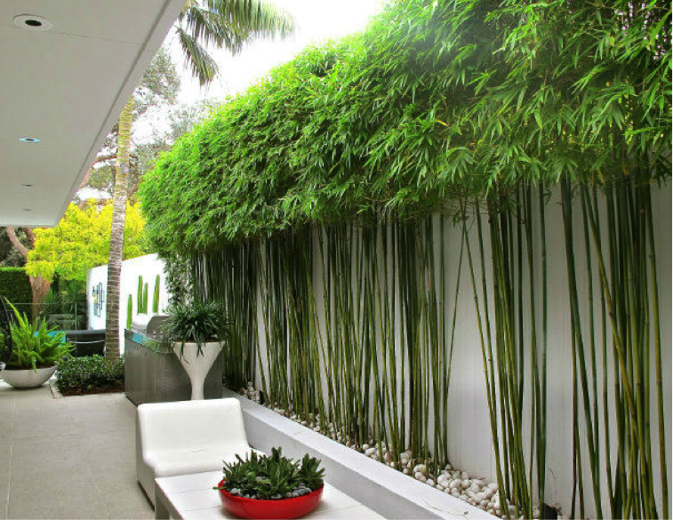 bamboo trees Garden Screening