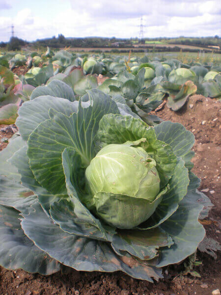 cabbage