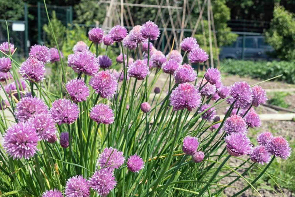 chives