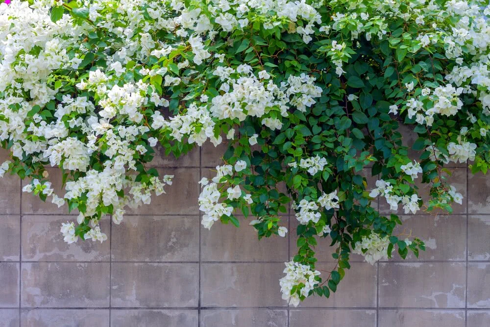 climbing plants