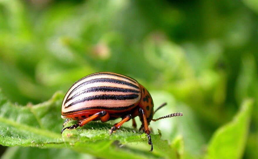 How to Prevent Garden Pests