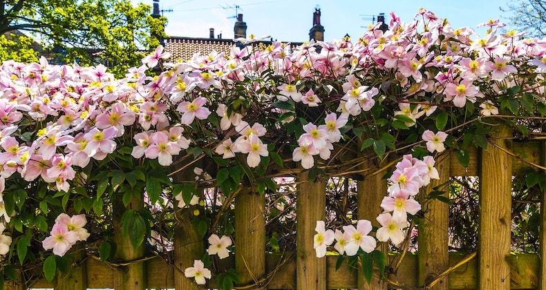 Partial Sun Climbing Plants