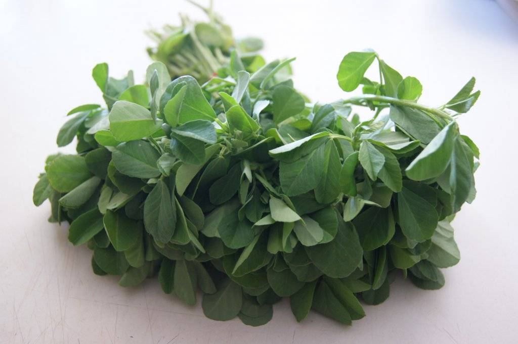 fenugreek