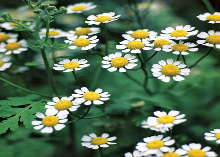 feverfew