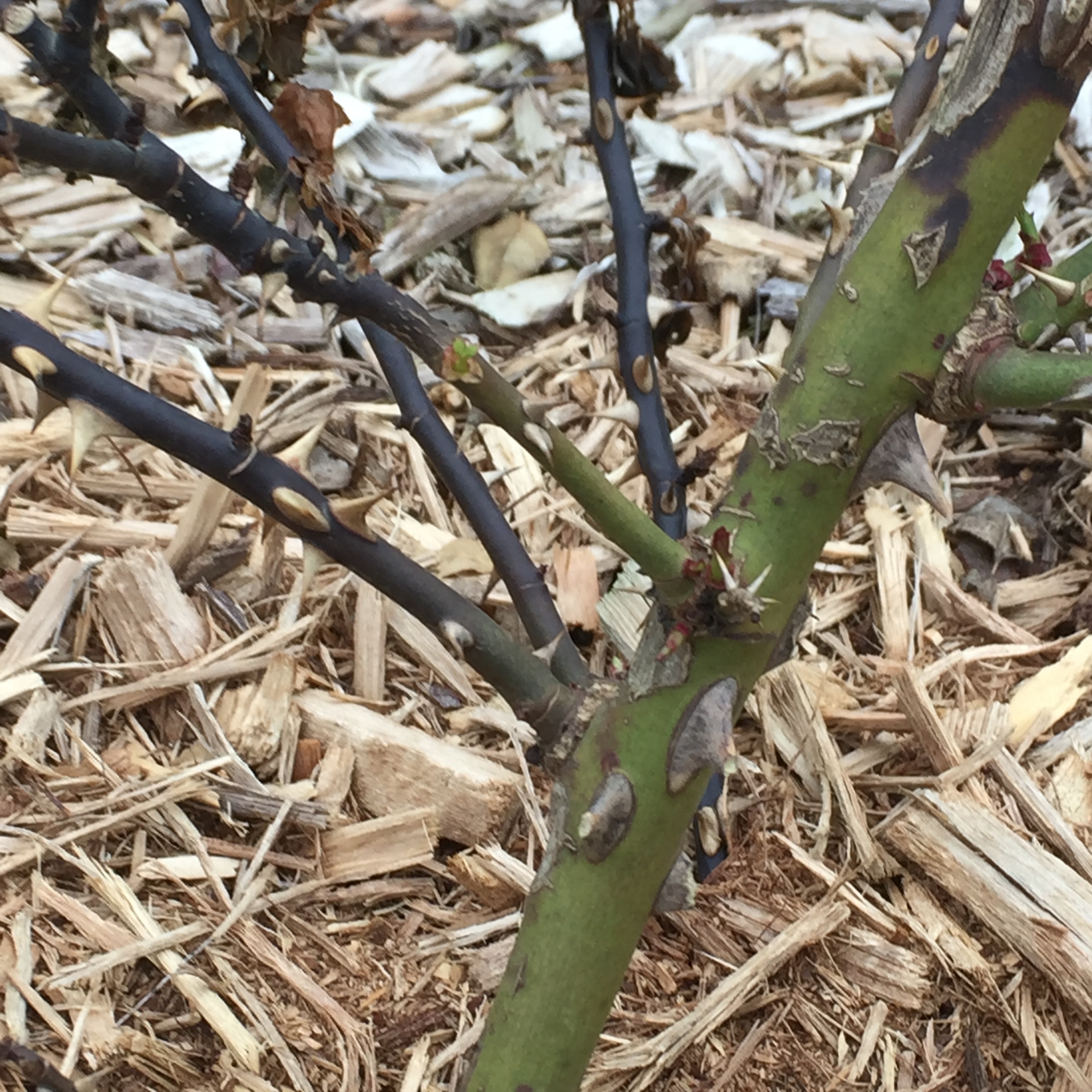 Why Do Rose Stems Turn Black?