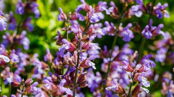 Do Salvias Like Full Sun or Shade?