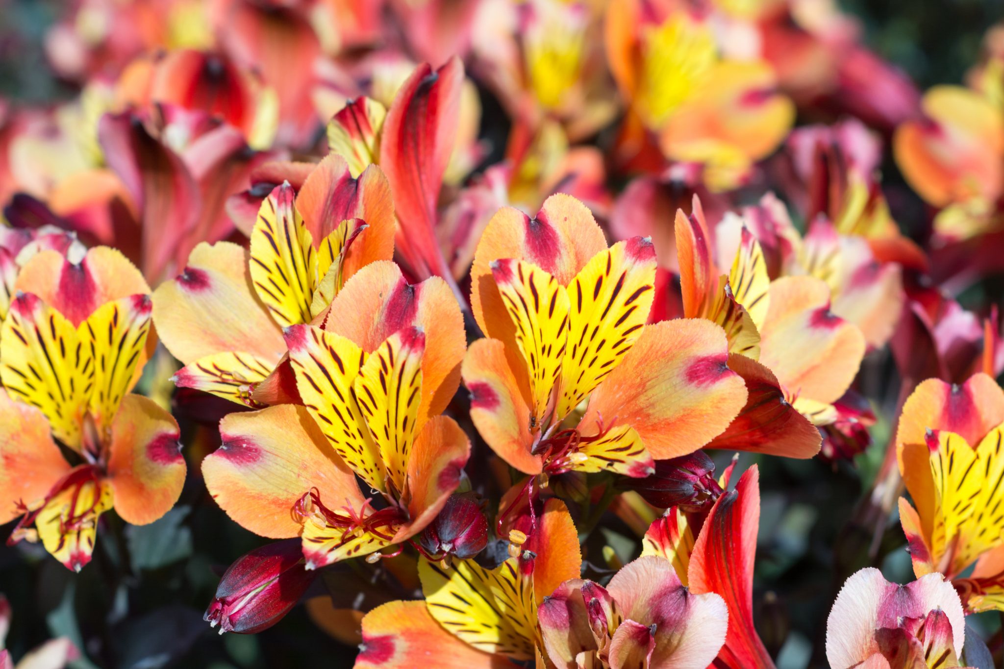 Is Alstroemeria Heat Tolerant?