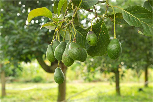 6 Easy Steps to Follow for Growing Avocado Stones