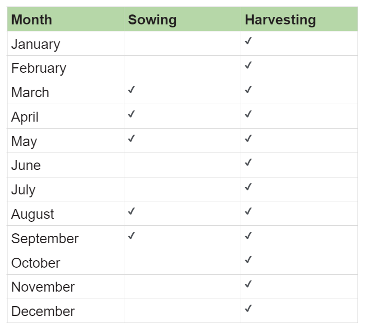 growing spinach in the UK