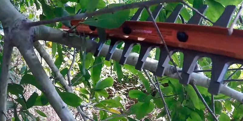 Cutting branches using hedge trimmer