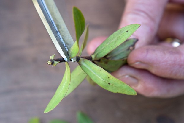 horticultural grit