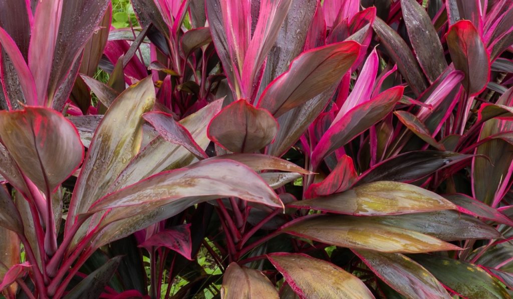 how to revive a dying cordyline