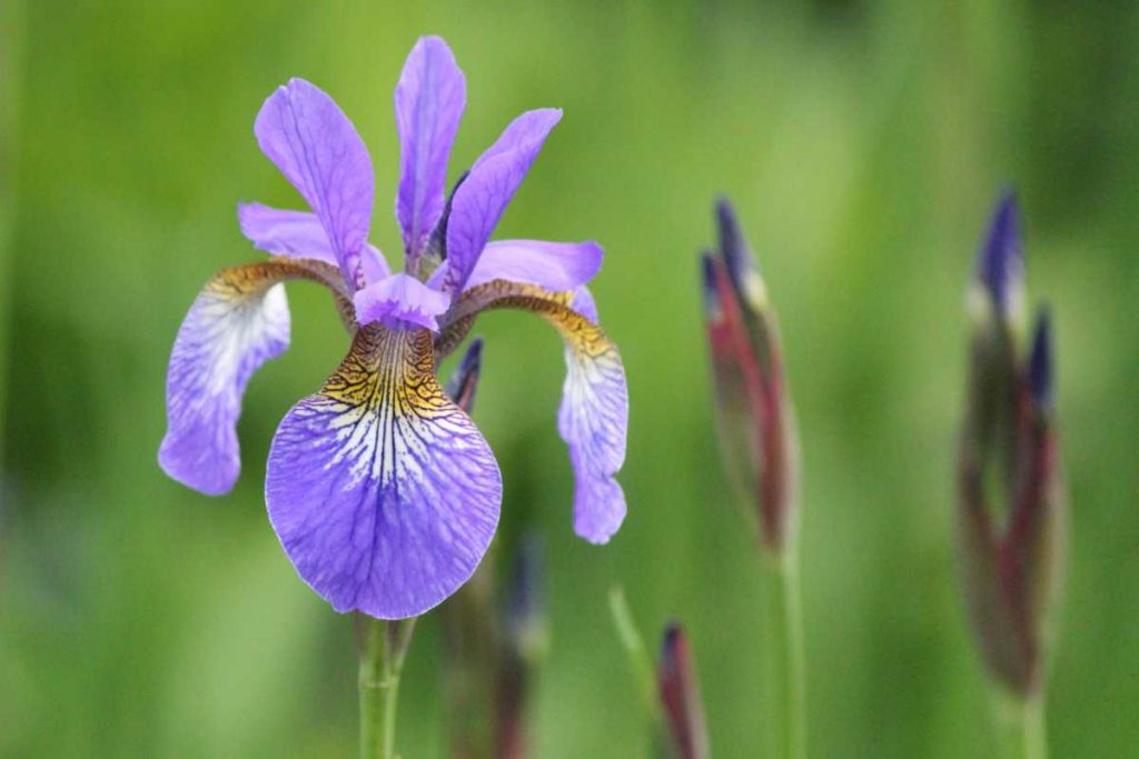 iris