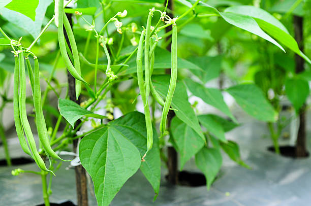 How To Grow French Beans – Step-By-Step Guide