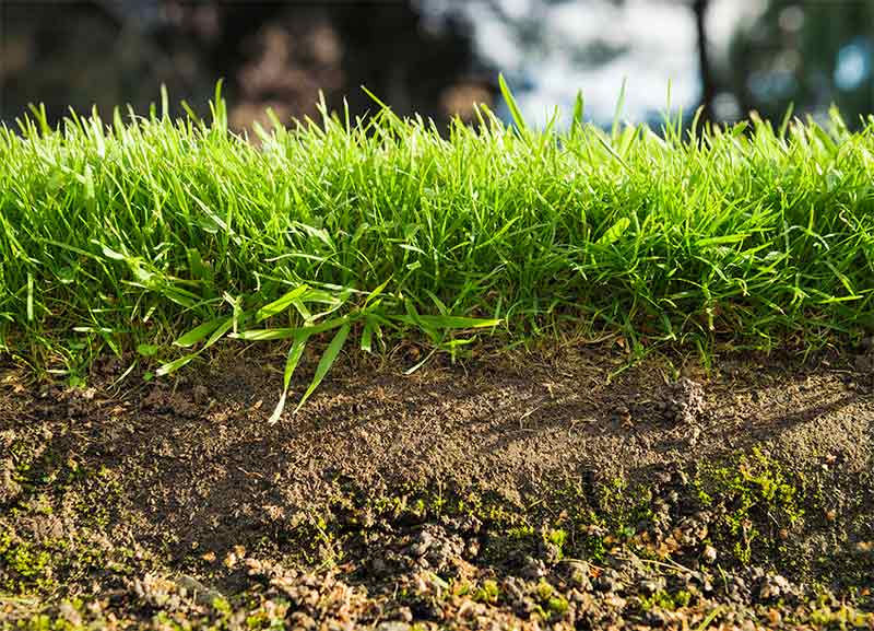 Importance of Weed Control for Your Lawn’s Health