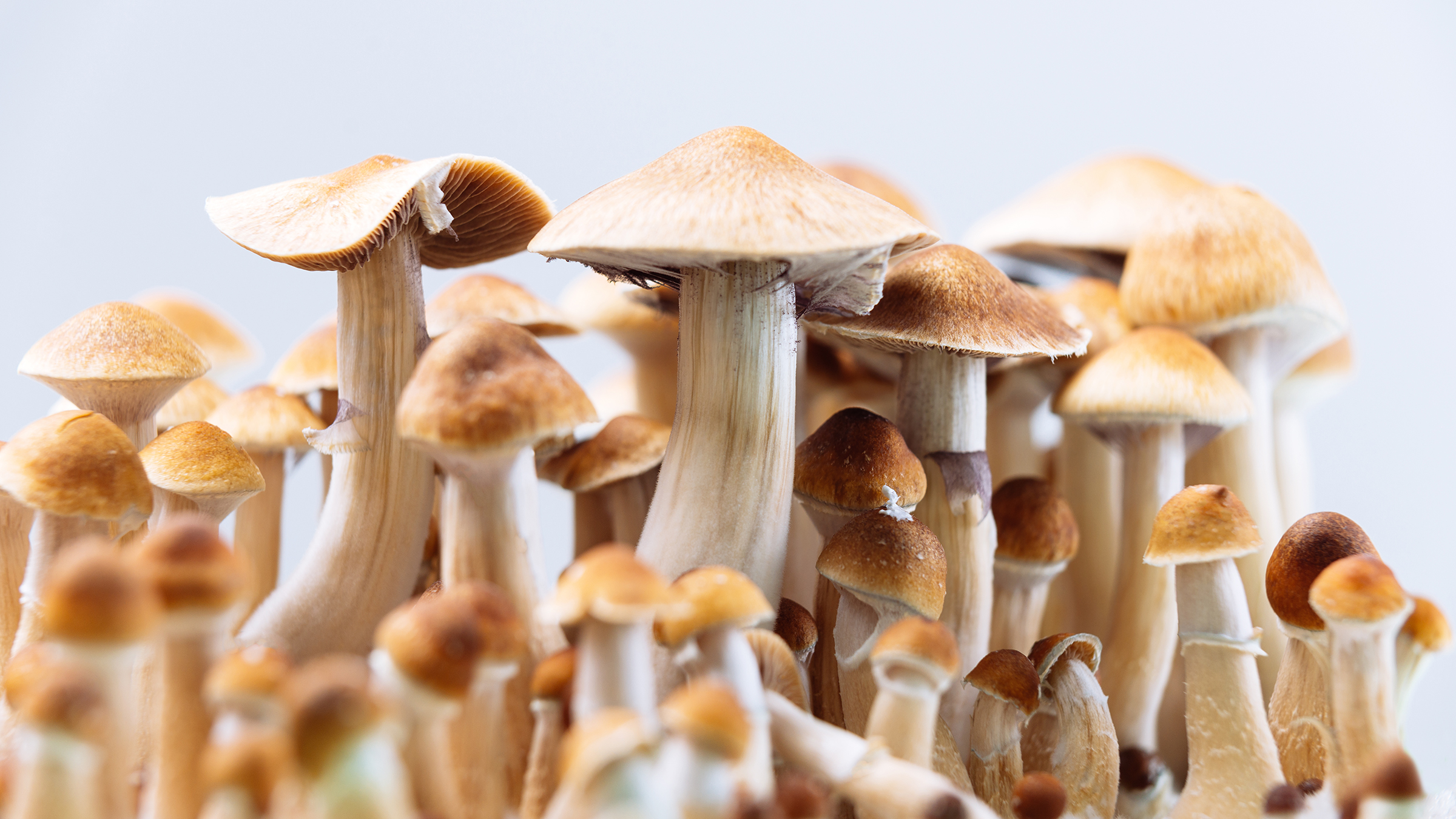 Why do Mental Health Experts Recommend Psilocybin?