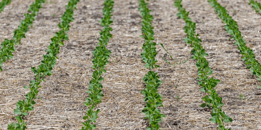 Growing With No-Till