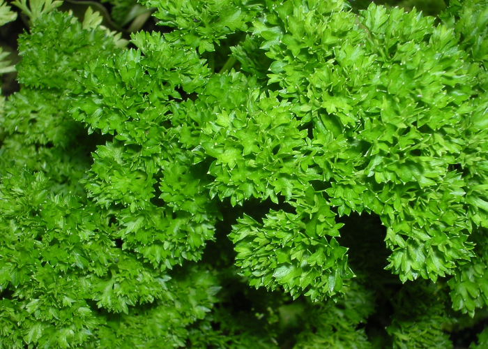 parsley