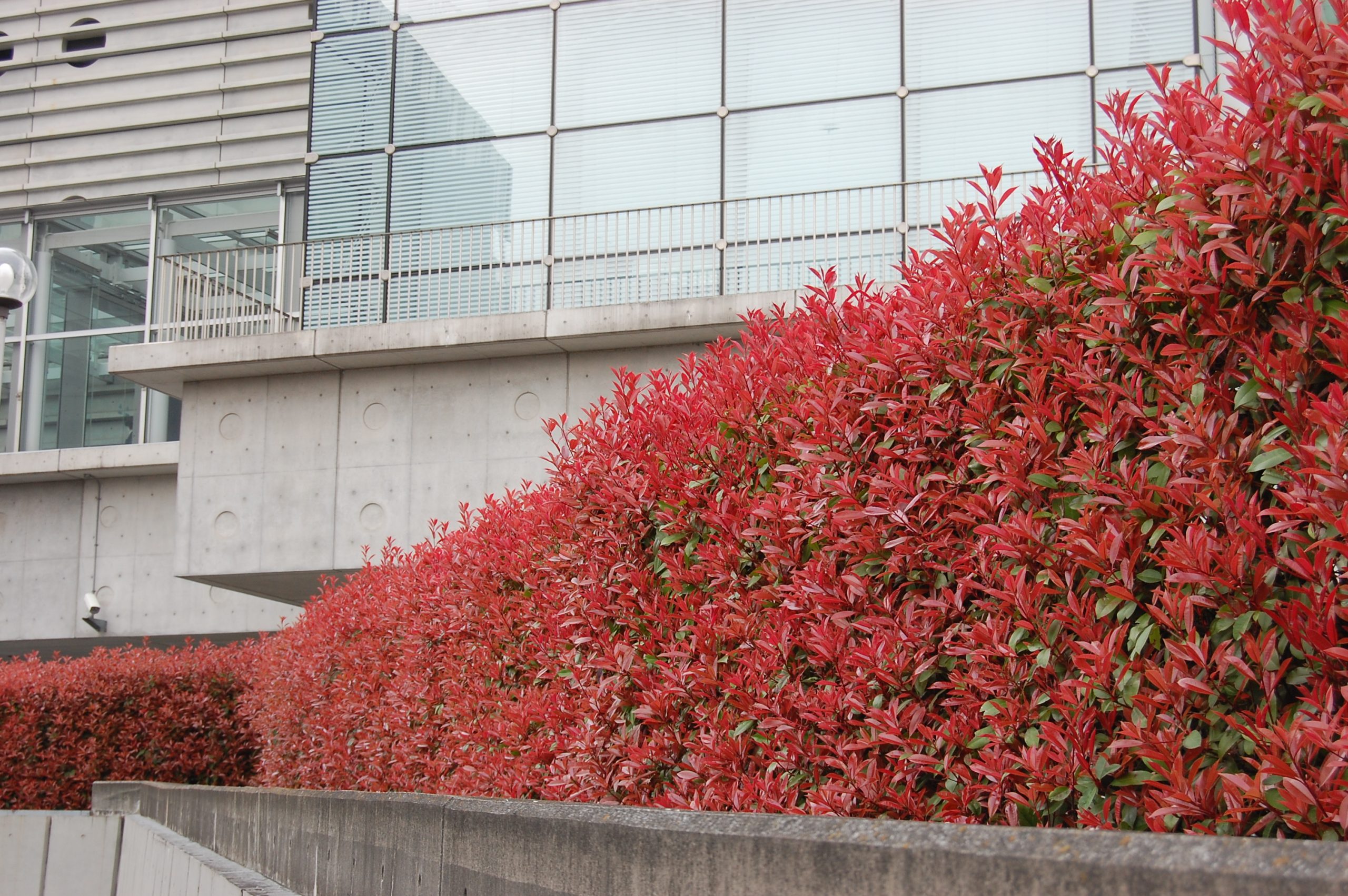 Versatile Uses of Photinia Red Robin in Your Garden