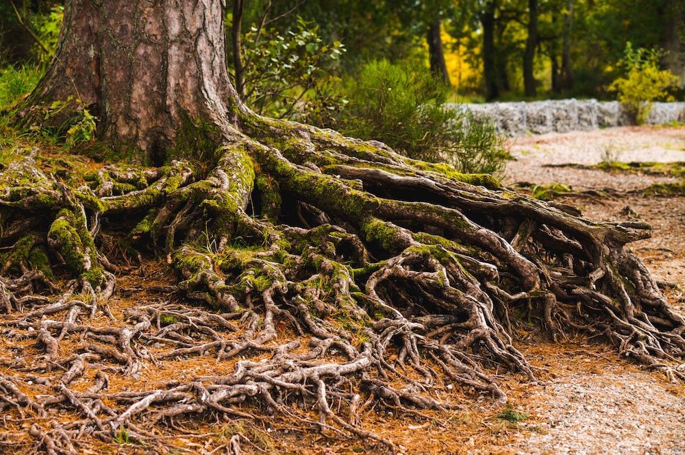 Do Curly Willow Trees Have Deep Roots?