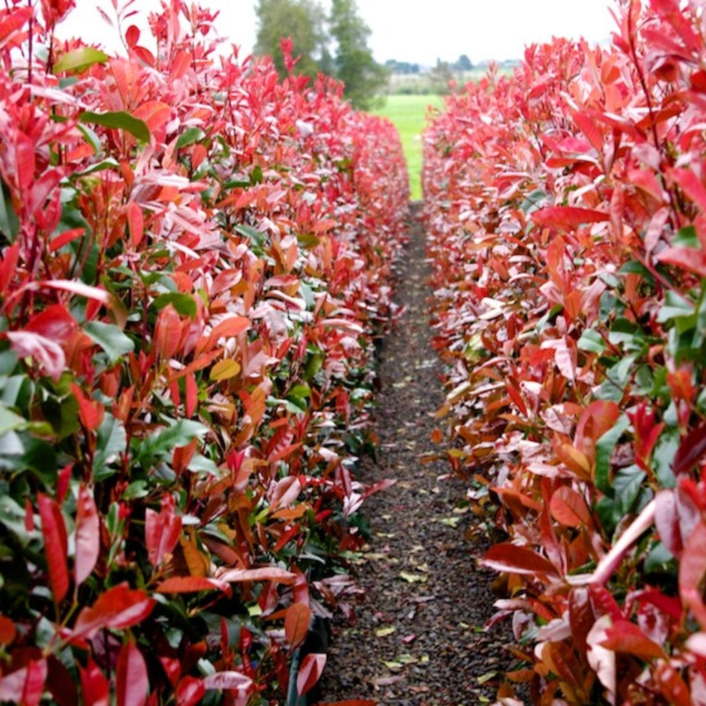 Red Robin Photinia Deficiencies: A Complete Guide