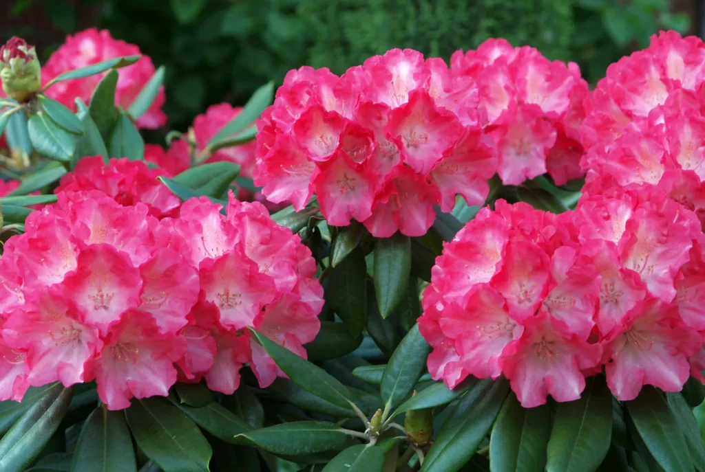 rhododendrons-flowers