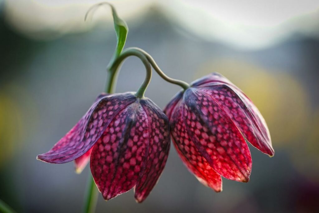 snakes-head-red-purple-flowers